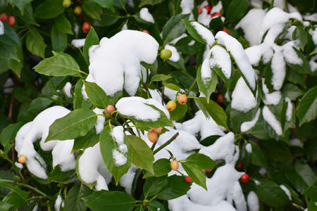 Branches with berries of Aucuba japonica or Spotted Laurel, cowered with snow, in the garden. Winter landscape.の写真素材