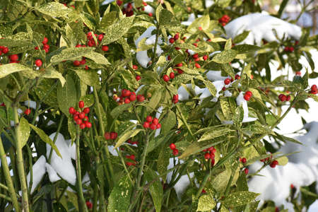 Branches with berries of Aucuba japonica or Spotted Laurel, cowered with snow, in the garden. Winter landscape.の写真素材