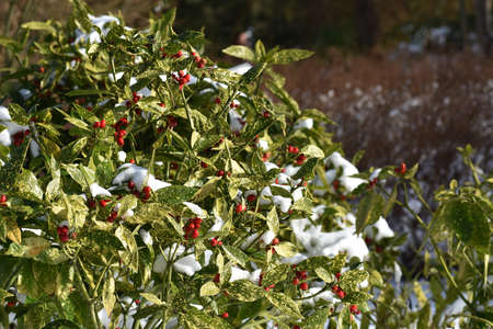 Branches with berries of Aucuba japonica or Spotted Laurel, cowered with snow, in the garden. Winter landscape.の写真素材