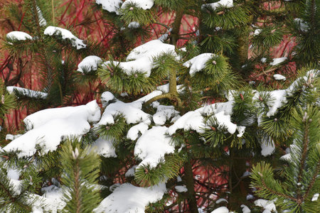 Fir branches covered with snow. Winter landscape.の写真素材
