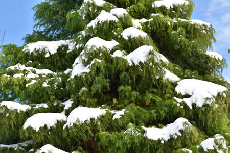Fir branches covered with snow, against blue sky. Winter landscape.の写真素材