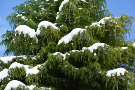 Fir branches covered with snow, against blue sky. Winter landscape.の写真素材