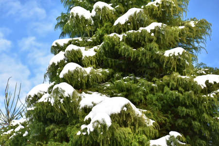 Fir branches covered with snow, against blue sky. Winter landscape.の写真素材