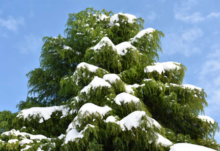 Fir branches covered with snow, against blue sky. Winter landscape.の写真素材