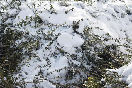 Branches covered with snow. Winter landscape.の写真素材
