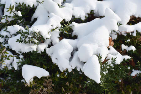 Branches covered with snow. Winter landscape.の写真素材