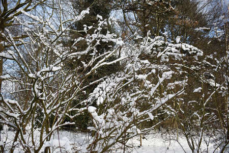 Branches covered with snow. Winter landscape.の写真素材