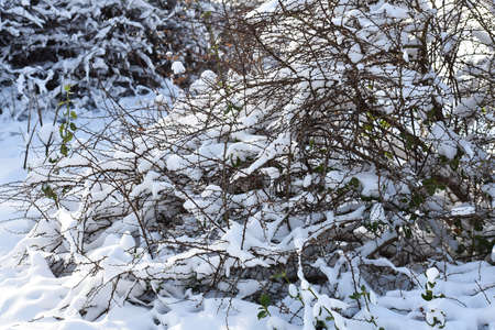 Branches covered with snow. Winter landscape.の写真素材