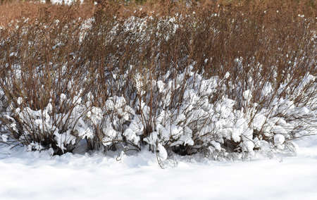 Branches covered with snow. Winter landscape.の写真素材