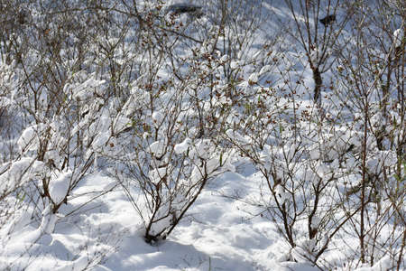 Branches covered with snow. Winter landscape.の写真素材