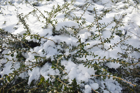 Branches covered with snow. Winter landscape.の写真素材