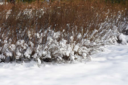 Branches covered with snow. Winter landscape.の写真素材
