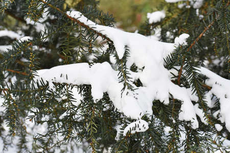 Fir branches covered with snow. Winter landscape.の写真素材