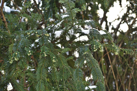 Close up of Fir branches with buds and snow, in the park.の写真素材