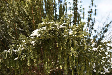 Close up of Fir branches with buds and snow, in the park.の写真素材
