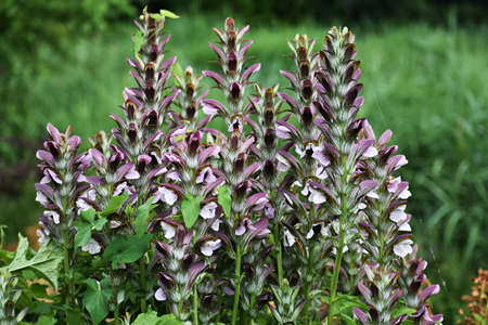 Acanthus Mollis Latifolius or Bear's Breeches plant growing in a garden.の写真素材