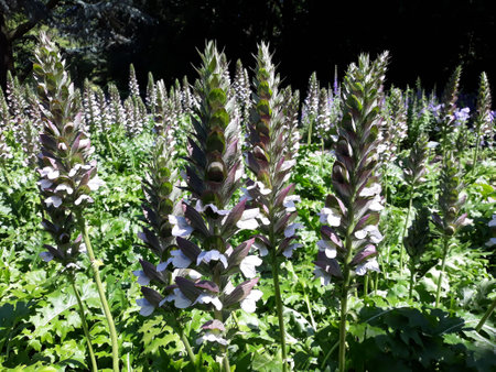 Acanthus Mollis Latifolius or Bear's Breeches plant growing in a garden.の写真素材