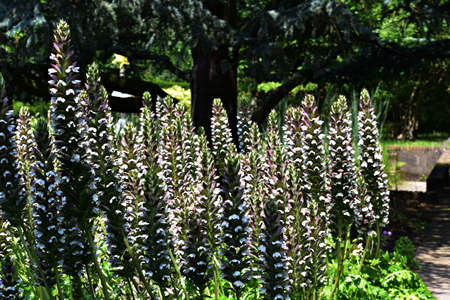 Acanthus Mollis Latifolius or Bear's Breeches plant growing in a garden.の写真素材