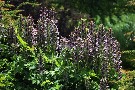 Acanthus Mollis Latifolius or Bear's Breeches plant growing in a garden.の写真素材