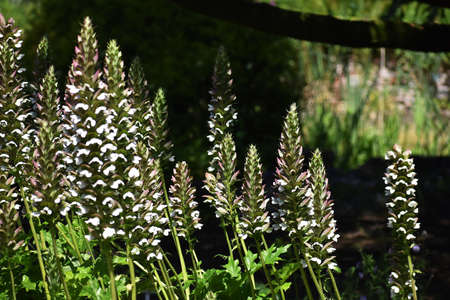 Acanthus Mollis Latifolius or Bear's Breeches plant growing in a garden.の写真素材