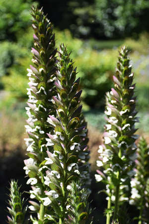 Acanthus Mollis Latifolius or Bear's Breeches plant growing in a garden.の写真素材