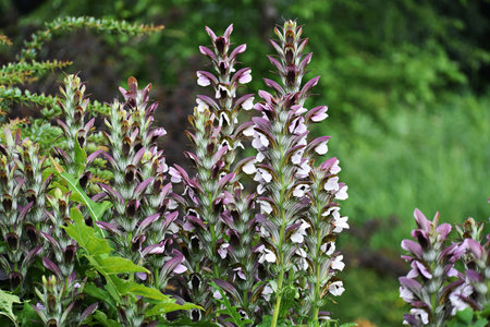 Acanthus Mollis Latifolius or Bear's Breeches plant growing in a garden.の写真素材