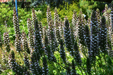 Acanthus Mollis Latifolius or Bear's Breeches plant growing in a garden.の写真素材