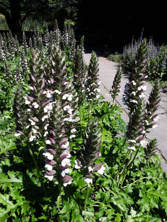 Acanthus Mollis Latifolius or Bear's Breeches plant growing in a garden.の写真素材