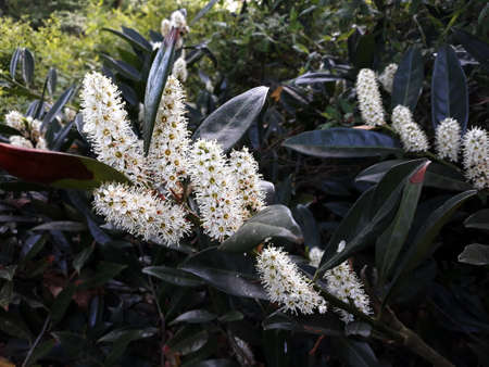 Flowers and foliage of Prunus Laurocerasus also known as Cherry Laurel, in the garden.の写真素材
