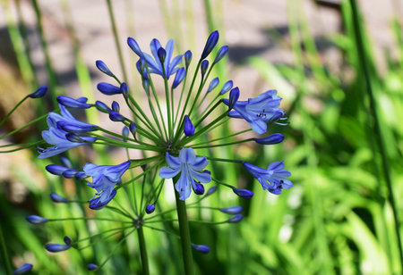 Flowers of Agapanthus Africanus or African Lily, in the garden.の写真素材
