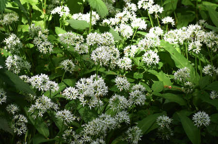 Blooming Allium ursinum, known as wild garlic, in the park.