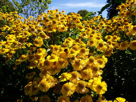 Yellow flowers of Hymenoxys Grandiflora, also called Alpine Sunflower, Old Man of the Mountains or...