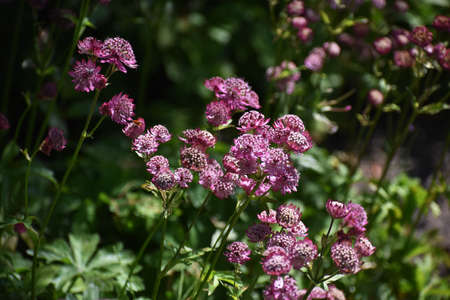 Flowers of Astrantia Major, or Great Masterwort, in the garden.の写真素材