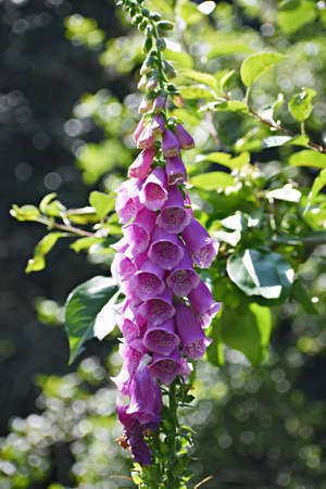 Flowers of Digitalis Purpurea, Purple Foxglove or Lady's Glove.