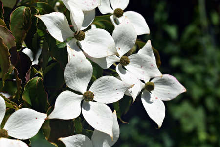 White flowers of Kousa Dogwood Tree, Cornus Kousa or Benthamidia japonica, in the park.の写真素材