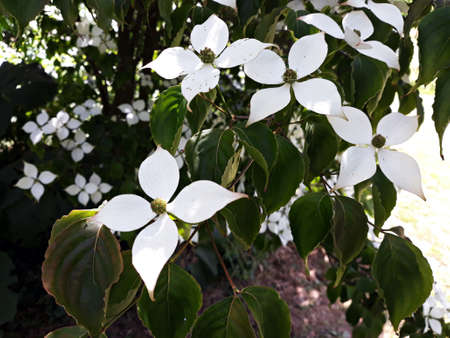 White flowers of Kousa Dogwood Tree, Cornus Kousa or Benthamidia japonica, in the park.の写真素材