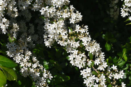 White flowers of Deutzia scabra or Fuzzy Deutzia, in the garden.の写真素材