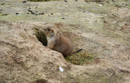Cute little Gopher emerging from his hole.の写真素材