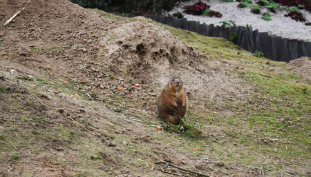 Little cute Gopher eating grass.