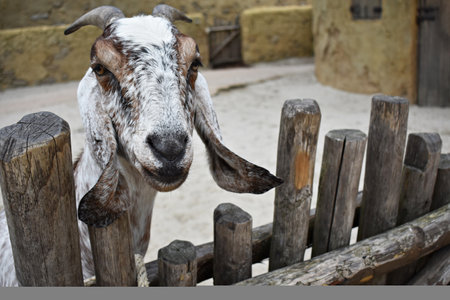 Close up portrait of an Anglo Nubian Goat.の写真素材
