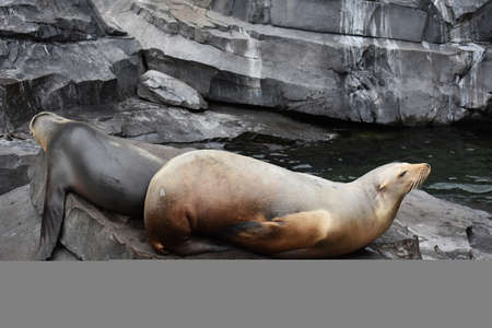 Two Sea Lions resting on a rock.の写真素材