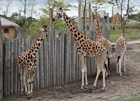 Group of giraffes at the zoo.のeditorial素材