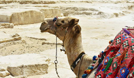 Close up of a head of a camel.
Camel resting near the pyramids on Giza Plateau, Egypt.