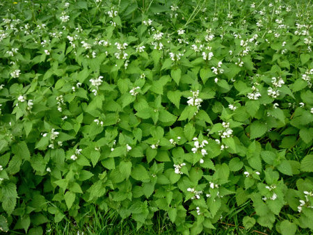 Lamium album, commonly called white nettle or white dead-nettle. It is a flowering plant in the family Lamiaceae.の写真素材