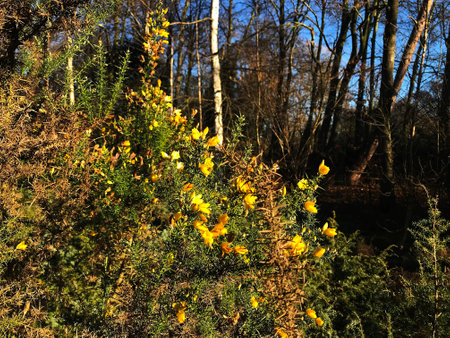 Branches with flowers of Genista Anglica, in the garden.の写真素材
