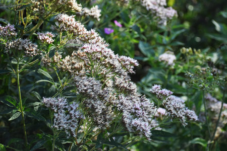 Flowering plant of Valerian or Valeriana officinalis, on field.
