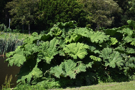 Gunnera tinctoria, known as giant rhubarb or Chilean rhubarb, in the park.の写真素材