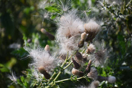 Fluffy seed heads of Creeping Thistle or Cirsium Arvense wildflowers, blowing in wind.の写真素材