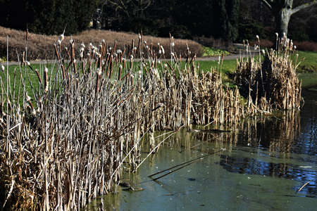 Reeds, Typha Latifolia with flying seeds, in the park.の写真素材