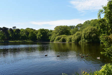 Beautiful landscape with lake, trees and birds, in the park.